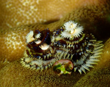 白心杂羽圣诞树虫、Spirobranchus giganteus_白心杂羽_海富瑜