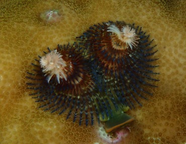 白心杂羽圣诞树虫、Spirobranchus giganteus_白心杂羽_海富瑜