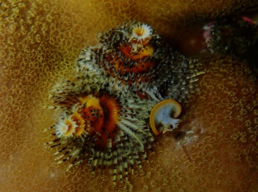 黄心杂羽圣诞树虫、Spirobranchus giganteus_黄心杂羽_海富瑜