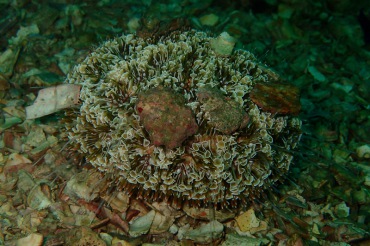 毒喇叭海胆、Toxopneustes pileolus_毒喇叭海胆_海富瑜