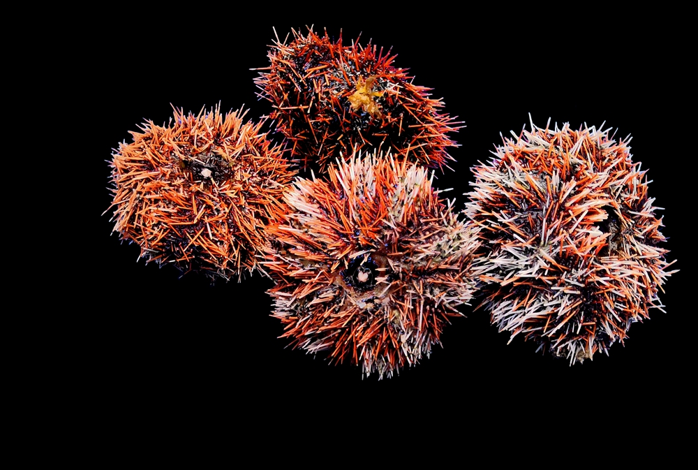 马粪胆、Hemicentrotus pulcherrimus_马粪海胆_海富瑜