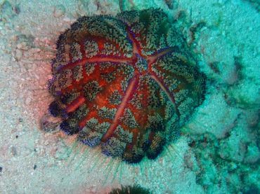 火焰海胆、Asthenosoma ijimai_火焰海胆_海富瑜