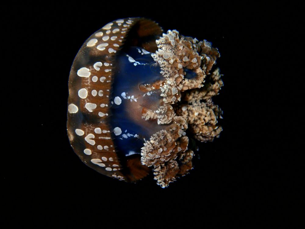 珍珠斑水母_珍珠斑水母_海富瑜