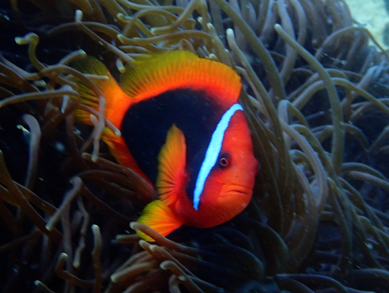 番茄小丑、Amphiprion frenatus_番茄小丑_海富瑜
