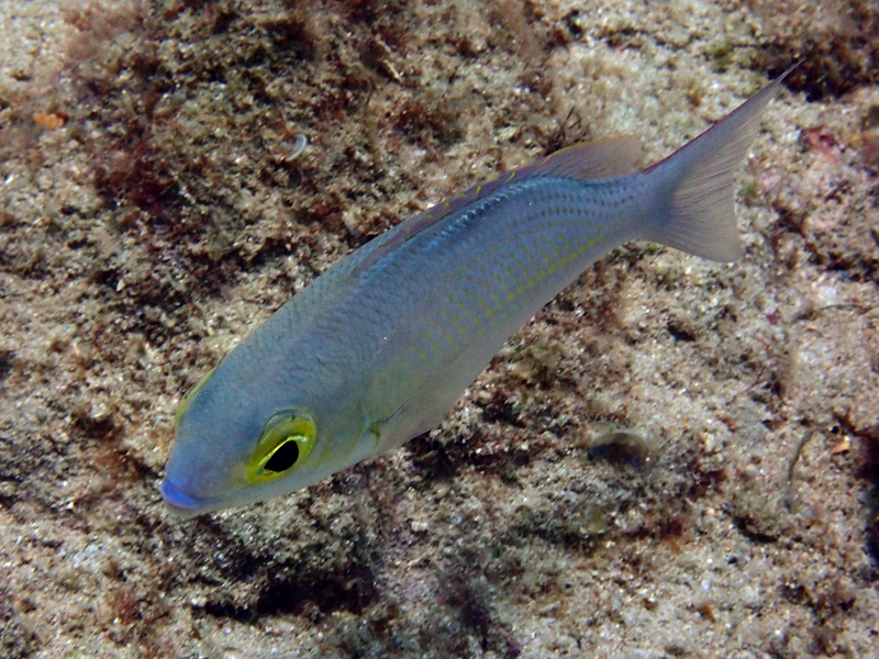 黄眼金线鱼、黄点眶棘鲈、Colopsis ciliata_黄眼金线鱼_海富瑜
