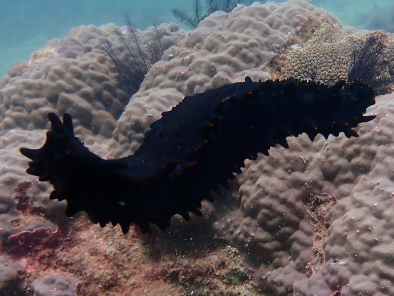 方刺参、绿刺参、Stichopus chloronotus_方刺参_海富瑜