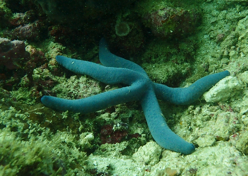 蓝指海星、Linckia laevigata_蓝指海星_海富瑜