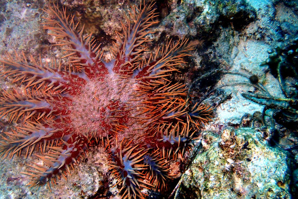 棘冠海星、Acanthaster planci_棘冠海星_海富瑜