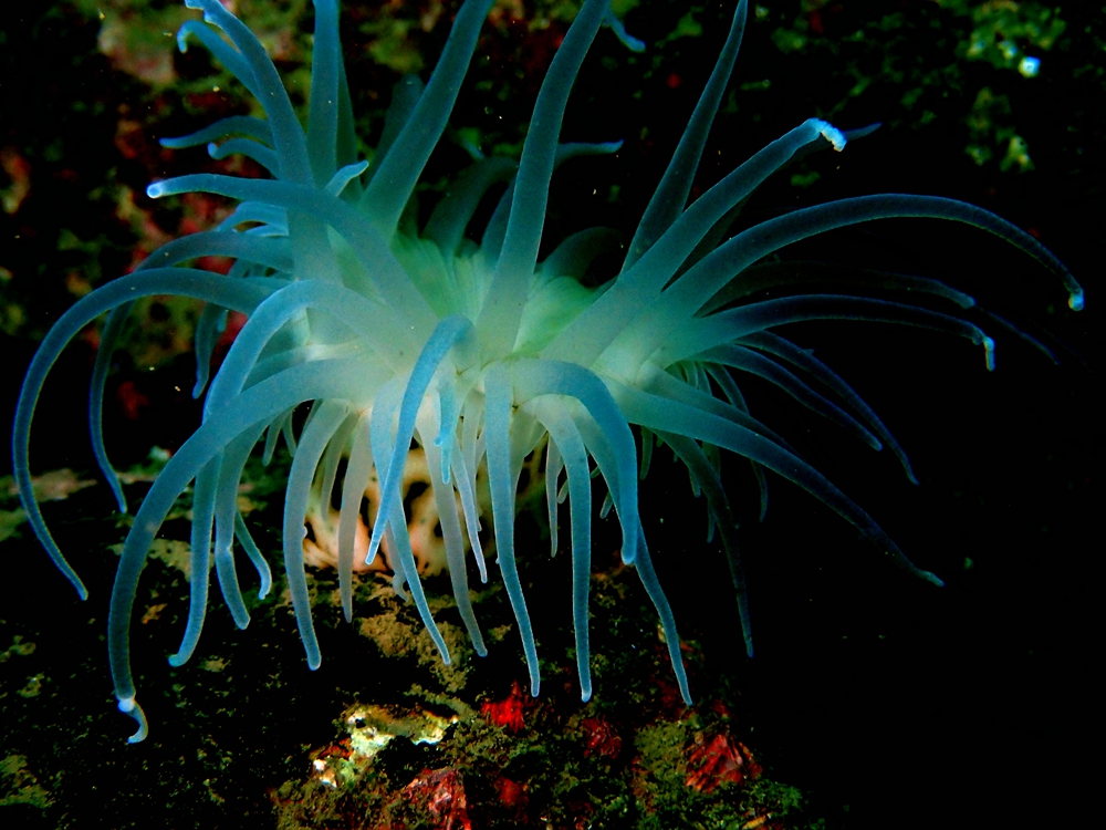 豹纹海葵、梨地海葵、Nemanthus annamensis _豹纹海葵_海富瑜