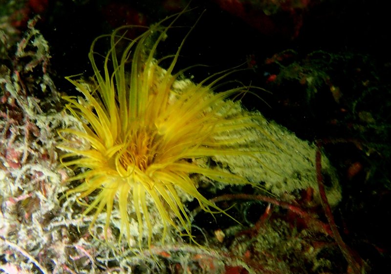 荧光黄角海葵、千手佛海葵_荧光黄角海葵_海富瑜