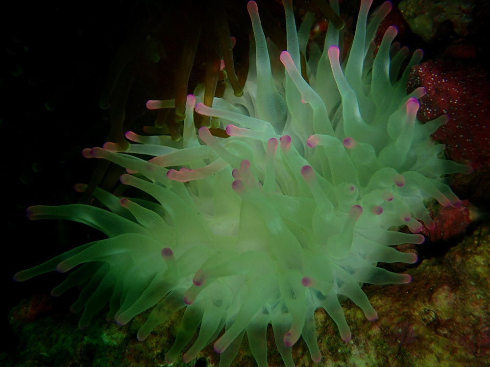 菊花瘤葵、紫点长指海葵、Condylactis gigantea _菊花海葵_海富瑜