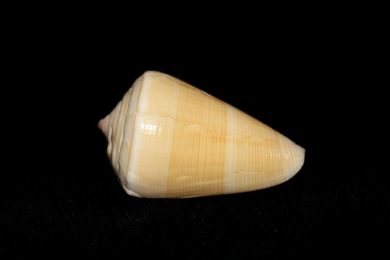 蜡黄芋螺、Calamiconus quercinus_蜡黄芋螺_海富瑜