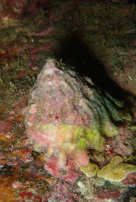 紫底星螺、Astraea haematraga _紫底星螺_海富瑜