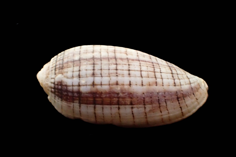 小芋笔螺、弹头笔螺、Imbricaria punctata_海富瑜
