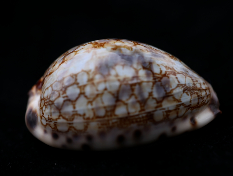 亚洲宝螺、猪仔螺、Cypraea asiatica_亚洲宝螺_海富瑜