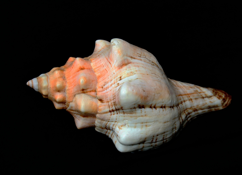 大赤旋螺_Pleuroploca trapezium_海生物_海螺_海富瑜
