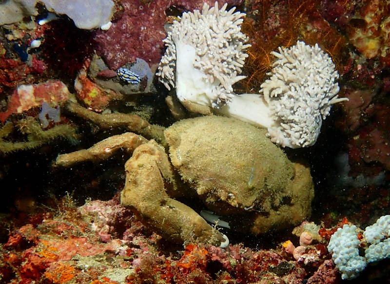 海绵蟹、Dromia domia_各种海绵蟹_海富瑜