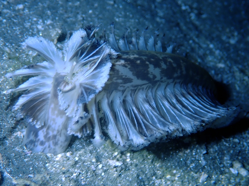 棕白花羽海笔_棕白花羽粗海笔_海富瑜