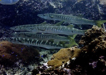 斑条海狼、斑条魣、Sphyraena jello_斑狼_海富瑜