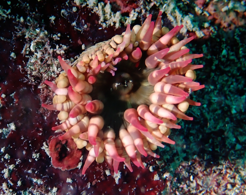 鬼眼海葵_樱花海葵_海富瑜