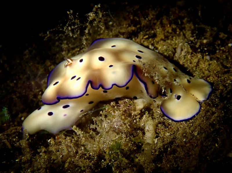 褒姒妹妹海兔_花紫霞_Hypselodoris tryoni _海生物_海兔_海蛞蝓_海富瑜