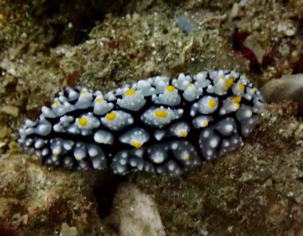 新冠海兔、新冠麒麟兔、新冠盘兔、麒麟氏、Phyllidia elegans_麒麟新冠_海富瑜