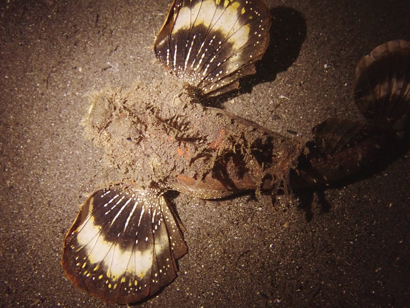 黑白鬼鮋、黑白扇鳍鬼鮋、Inimicus caledonicus_黑白鬼鮋_海富瑜