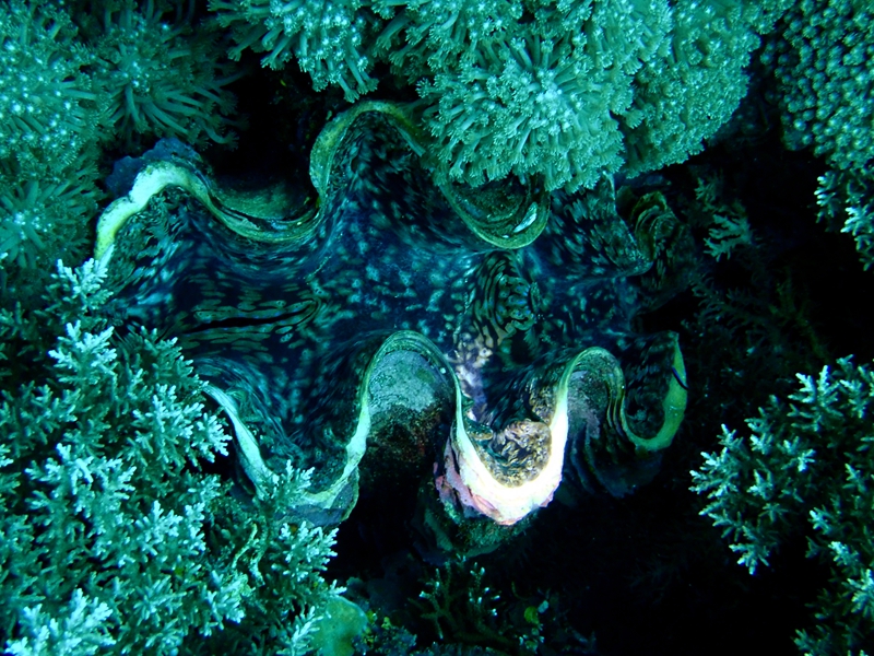 鳞砗磲、Tridacna squamosa_鳞砗磲_海富瑜