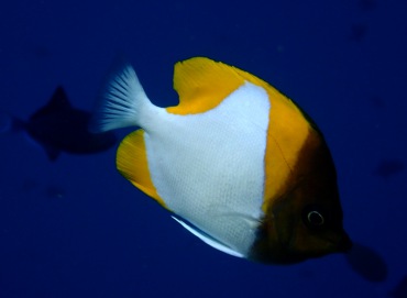 钻石蝶\Hemitaurichthys polylepis_钻石蝶_海富瑜