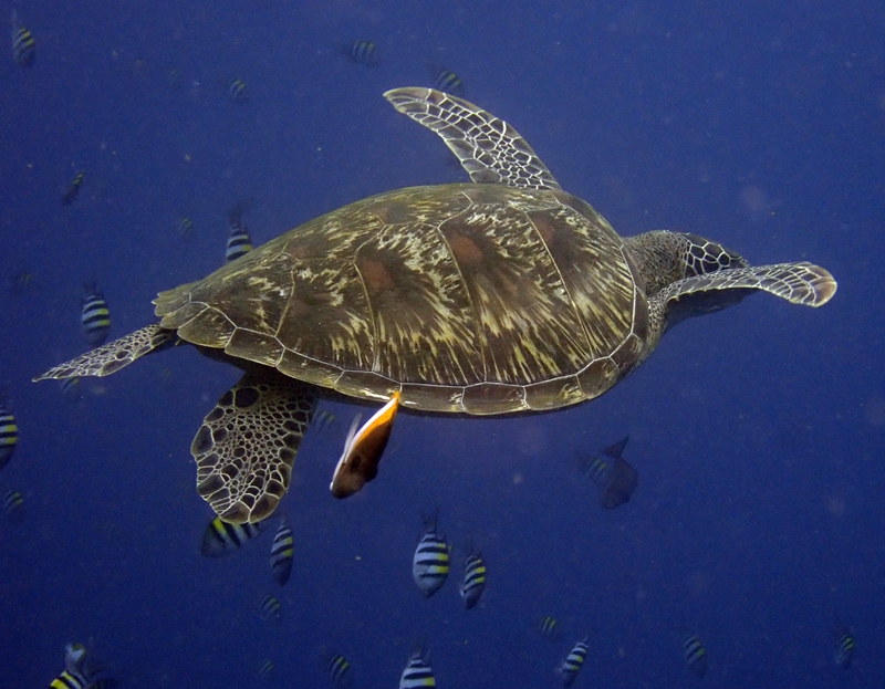 绿海龟、Chelonia mydas_绿海龟_海富瑜