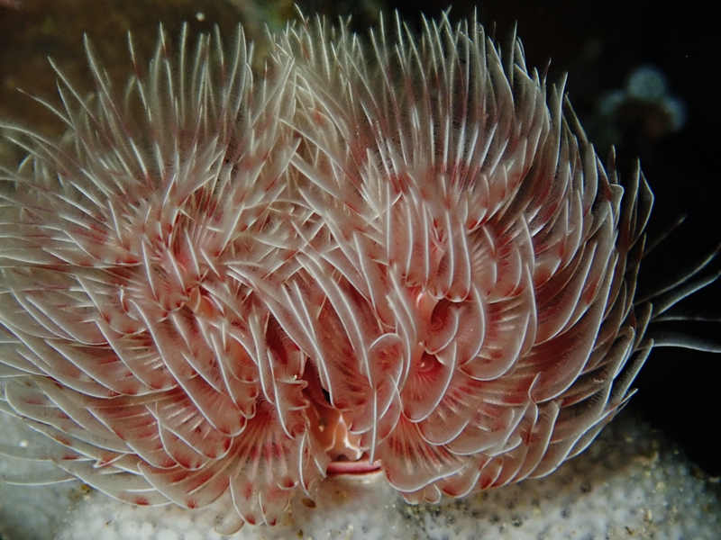橘花多旋管虫_橘花多旋管虫_海富瑜