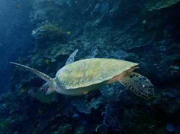 绿海龟、Chelonia mydas_绿海龟_海富瑜