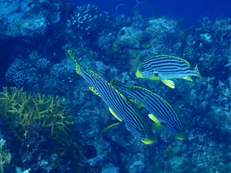 东方胡椒鲷、Plectorhinchus lineatus_东方胡椒鲷_海富瑜