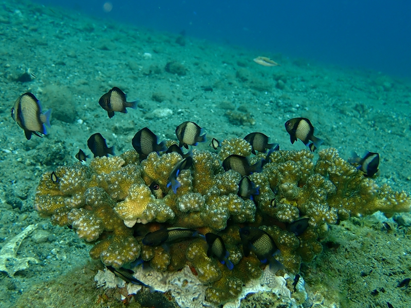 网纹圆雀鲷、Dascyllus reticulatus_网纹圆雀鲷_海富瑜