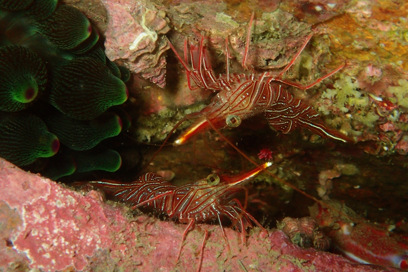 骆驼虾、糖果虾、Rhynchocinetes durbanensis_骆驼虾_海富瑜
