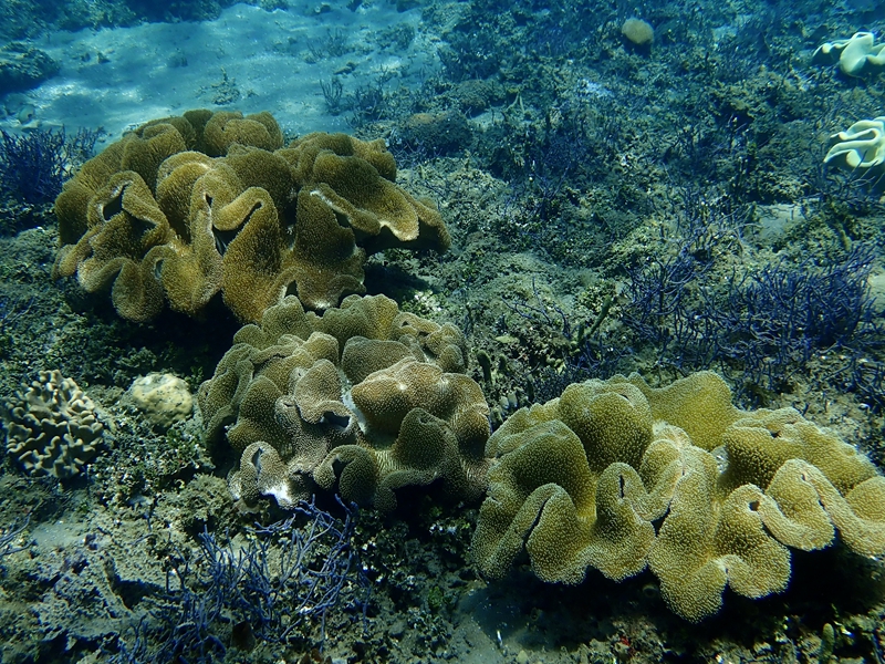 花环肉质软珊瑚、象耳软珊瑚、Sarcophyton trocheliophorum _象耳软珊瑚_海富瑜
