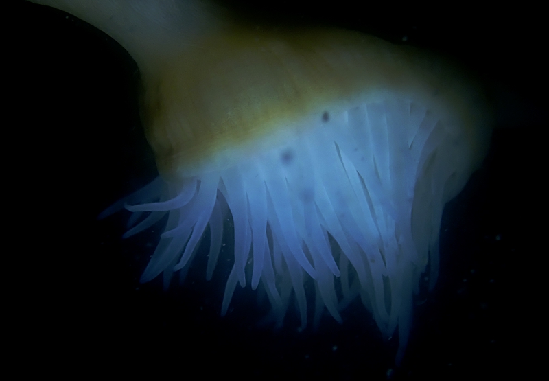 灯罩海葵_小黄帽海葵_海富瑜