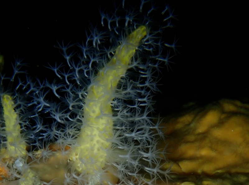 黄指仙人掌珊瑚_黄指仙人掌_珊瑚_海生物_海富瑜