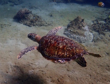 绿海龟、Chelonia mydas_绿海龟_海富瑜