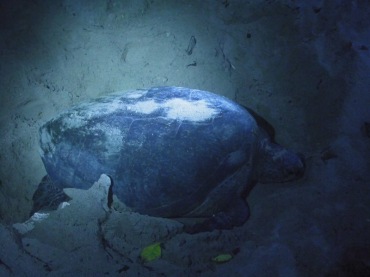 绿海龟、Chelonia mydas_绿海龟_海富瑜
