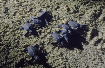绿海龟、Chelonia mydas_绿海龟_海富瑜