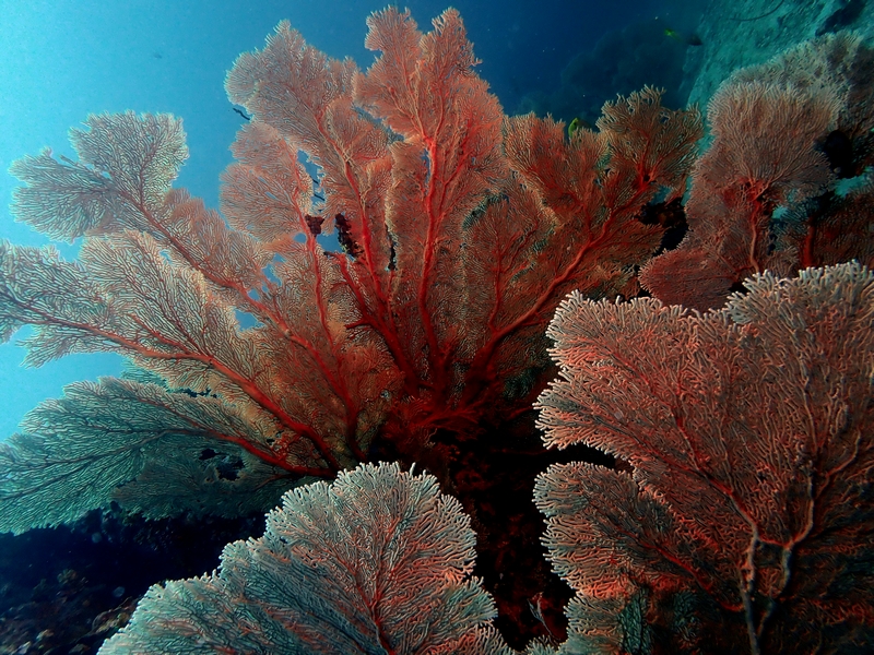 巨大网纹海扇、Annella mollis_巨大网纹海扇_海富瑜