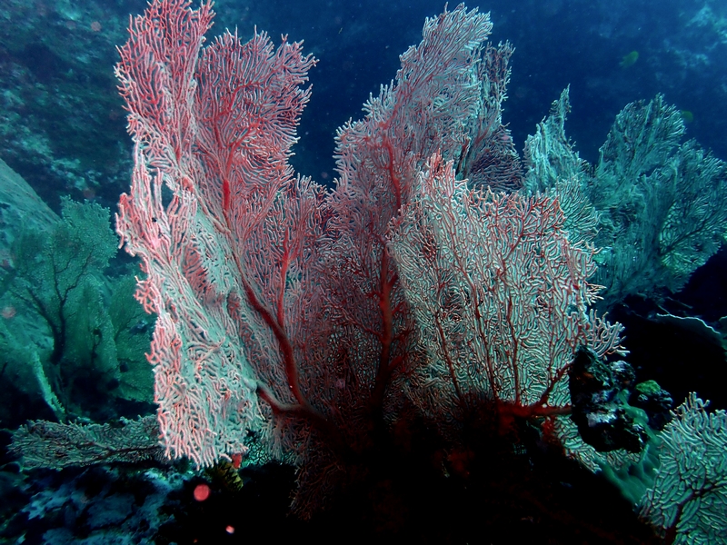 巨大网纹海扇、Annella mollis_巨大网纹海扇_海富瑜