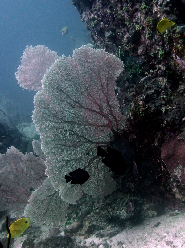 巨大网纹海扇、Annella mollis_巨大网纹海扇_海富瑜
