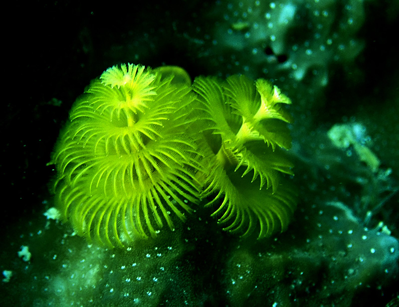 黄金圣诞树虫、Spirobranchus giganteus_黄金圣诞树_海富瑜