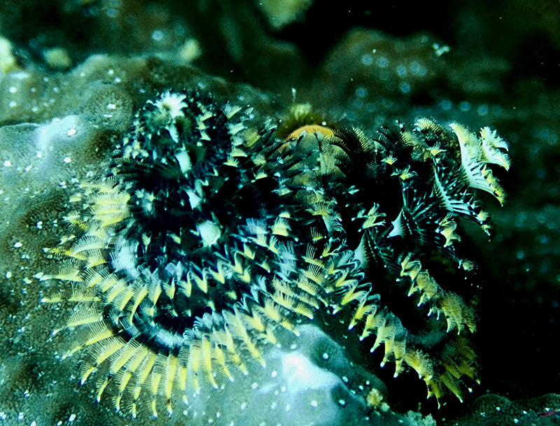 白心杂羽圣诞树虫、Spirobranchus giganteus_白心杂羽_海富瑜