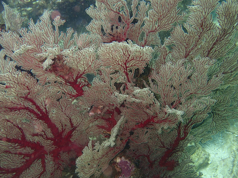 巨大网纹海扇、Annella mollis_巨大网纹海扇_海富瑜