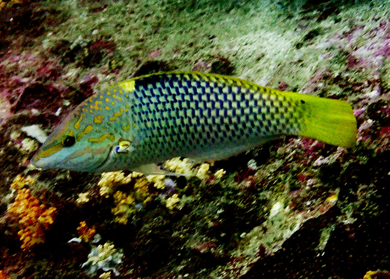 金点花面龙、金点锦鱼、Halichoeres hortulanus_金点锦鱼_海富瑜