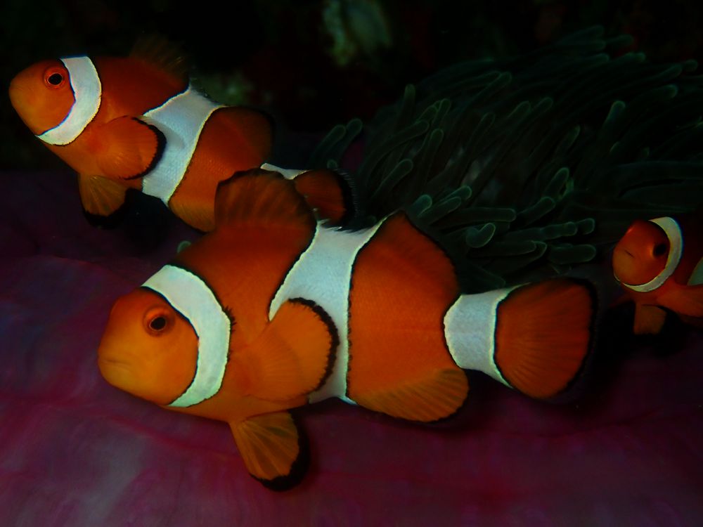 公子小丑、Amphiprion ocellaris _公子小丑_海富瑜
