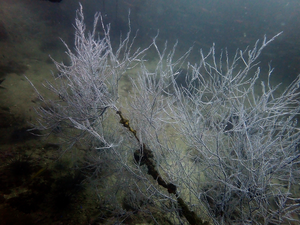黑角珊瑚、Amtipathes curvata_黑角珊瑚_海富瑜